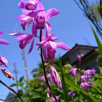 シラン,シラン,紫蘭,白花紫蘭,白花シランの画像