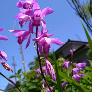 シラン,シラン,紫蘭,白花紫蘭,白花シランの画像
