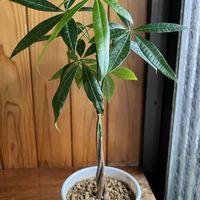 パキラ,パキラ・アクアティカ,観葉植物,和室,玄関アプローチの画像