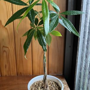 パキラ,パキラ・アクアティカ,観葉植物,和室,玄関アプローチの画像