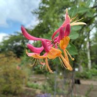 ハニーサックル,筑波実験植物園の画像