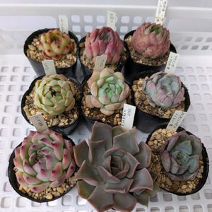 多肉植物,葉挿し,多肉寄せ植え,実生苗,葉挿しっ子の画像