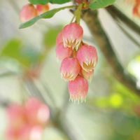 ドウダンツツジ,白ドウダン,山野草,登山,一眼レフの画像