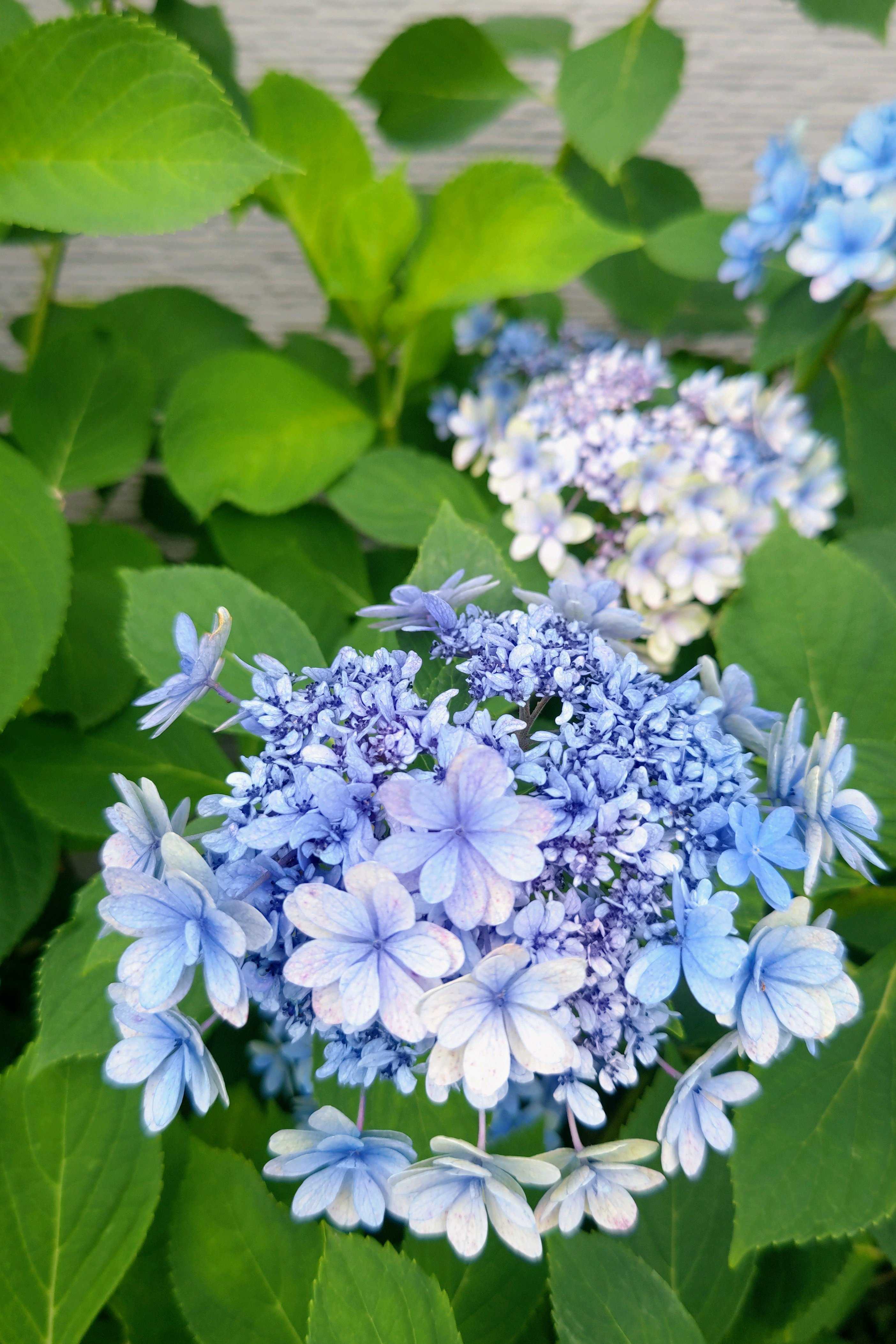 No.806 2026年の紫陽花⑥2026/0624 八重咲き額紫陽花、額紫陽花