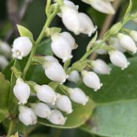 シャシャンボ,日本のブルーベリー,白い小花,壺型の花,ブルーベリーに似た花の画像