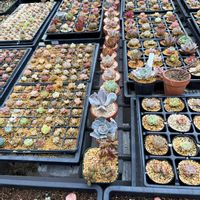 多肉植物,葉挿しの画像