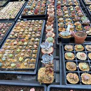 多肉植物,葉挿しの画像