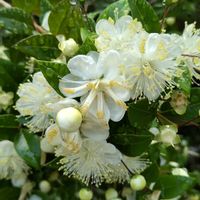 ギンバイカ,筑波実験植物園の画像