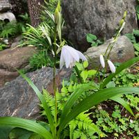 シラン, 山野草,白花シラン,和風の庭,庭の画像