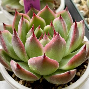 エケベリア 蓮太郎,多肉植物,エケベリア属,多肉中毒,タニラーの画像