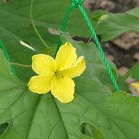 ゴーヤ,癒される,感謝,花のある暮らし,しあわせの画像