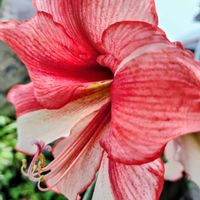 アマリリス,乙女心,赤い花,鉢植え,ガーデニングの画像