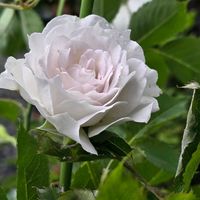 バラ,感謝,花のある暮らし,いつまでも,き　れ　い❤の画像