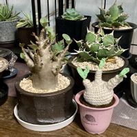 パキポディウム,アデニウム,アデニウム アラビカム,多肉植物,塊根植物の画像