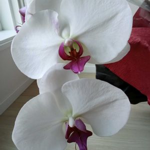 胡蝶蘭の画像