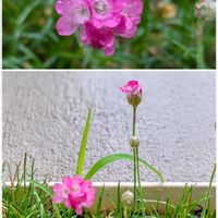 アルメリア,ピンクの花,宿根草♪の画像