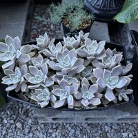 朧月(おぼろづき),朧月(おぼろづき),多肉植物の画像
