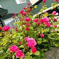 バラ,ピンクの花,北海道,ピンク❤︎ピンク,よい 1日をの画像