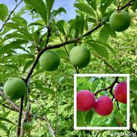 スモモ,スモモ太陽,スモモ　大石早生,家庭果樹,家庭菜園奮闘日記の画像