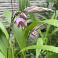 クジャクサボテン,シラン,山野草,花のある暮らし,今日のお花の画像