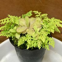 シダ,ひとりばえ,庭の画像