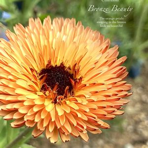 キンセンカ,エディブルフラワー,カレンデュラ,ハーブ,花のある暮らしの画像
