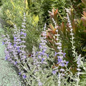 ロシアンセージ,花壇,多年草,シソ科,素敵な出会いに感謝の画像