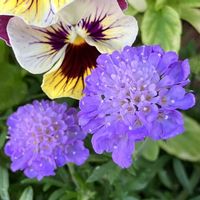 紫色の花,#ガーデニング,エクステリアの画像