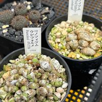 コスモス,サボテン,緋牡丹錦,多肉植物とサボテン,コノフィツム属の画像