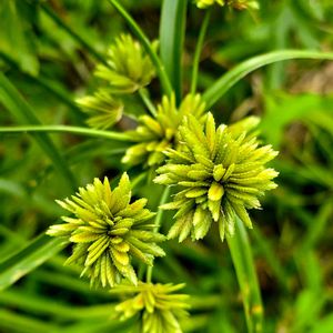 メリケンガヤツリ,散歩,雑草,季節の花,外来種の画像