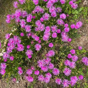 マツバギク,花が好き,無農薬❤家庭菜園,野菜が好き,庭の画像