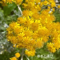 シロタエギク,花のある暮らしの画像