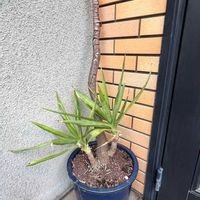 ユッカの画像