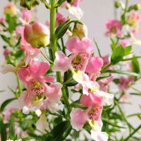 アンゲロニア,フウセンカズラ,種まき,花のある暮らし,お花を楽しむの画像