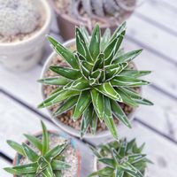 アガベ,アガベ　笹の雪,多肉植物,観葉植物,アガベ属の画像