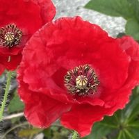 雲間草,雲間草 くもまぐさ,ポピー　アメージンググレイ,ポピー　アメージンググレイ,ポピー エンジェルクワイアの画像