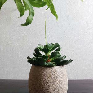 アドロミスクス クリステイタス,多肉植物,観葉植物,アドロミスクス,花芽の画像