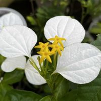 コンロンカ,コンロンカ,ハンカチの花,ハンカチノハナ,白い萼の画像