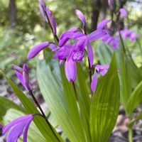 シラン,シラン,ニワゼキショウ,ラベンダー,紫の花の画像