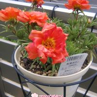 マツバボタン,庭の花,花のある暮らし,小庭,植物大好きの画像