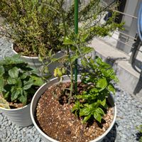 ミニトマト,スイートバジル,今日の一枚,おうち園芸の画像
