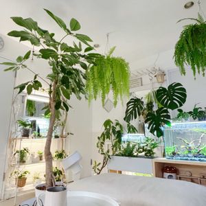 モンステラ,ブラッサイア,モンステラ デリシオーサ,観葉植物,アクアリウムの画像