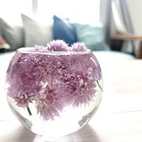チャイブ,マルハナバチ,チャイブの花,ハーブ,我が家の花壇の画像