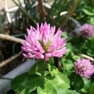 アカツメクサ,かわいい雑草,庭の画像