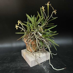 富貴蘭,観葉植物,着生植物,着生ラン,伝統園芸植物の画像