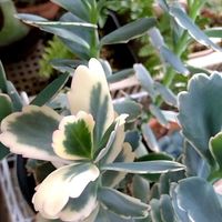 胡蝶の舞,多肉植物,斑入り葉っぱの画像
