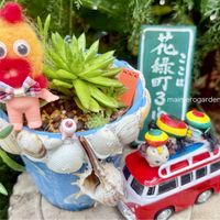ツメレンゲ,多肉植物,オロスタキス属,キュンキュン♡,繋がりに感謝✨の画像