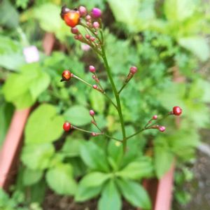 ハゼラン,かわいい雑草,庭の画像