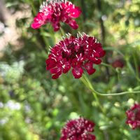 スカビオサ,ナチュラルガーデン,お庭の花たち,宿根草の庭,花と暮らすの画像