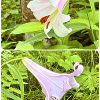 ササユリ,山野草,箱根湿性花園の画像